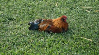 statik geniş oturan bir horoz kadeh çimen oahu hawaii Adaları