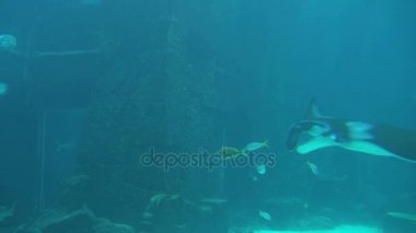 manta ray kayma alt izleme