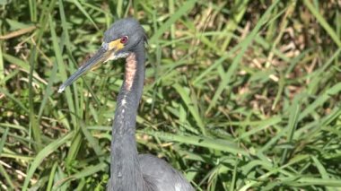 kafa tricolored heron döner