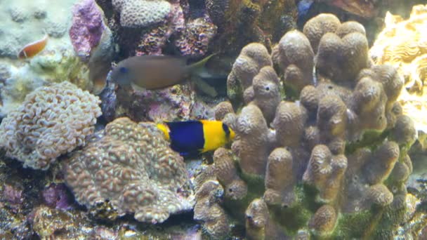 Flera fiskarter som simmar i ett akvarium — Stockvideo