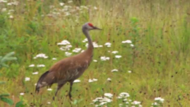 Sandhügelkran läuft durch Wiese — Stockvideo