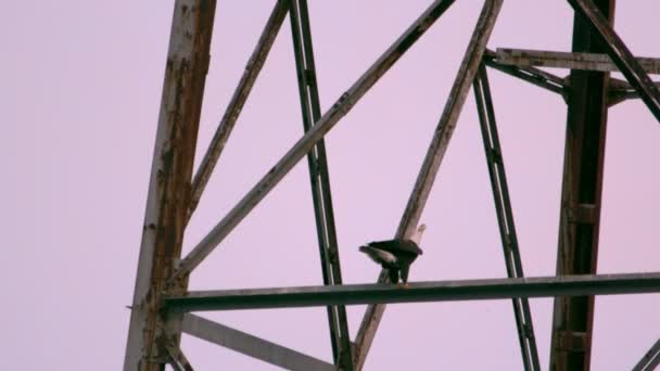 Замедленное движение лысый орел вызывает небо — стоковое видео