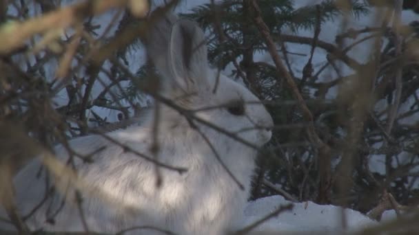 Сніговий зайчик сидить під гілками — стокове відео