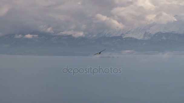 Águila voladora con vistas al paisaje escénico — Vídeo de stock