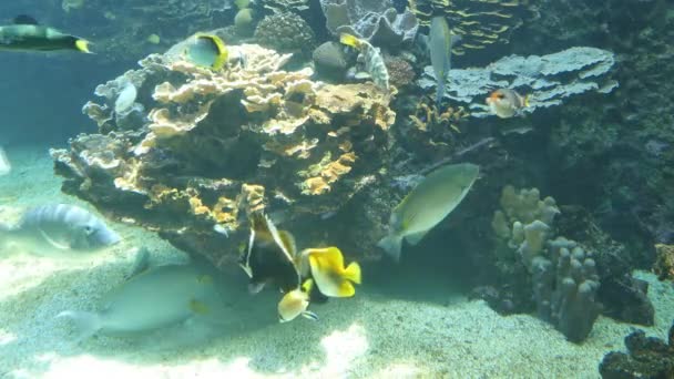 Statiska skott av fiskar som simmar i ett akvarium Videoklipp