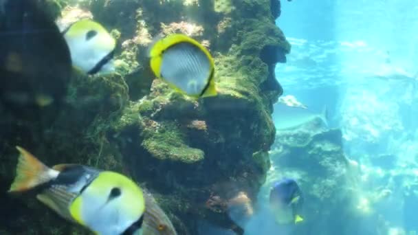 Plan statique de poissons marins et requins nageant dans un aquarium — Video