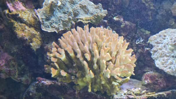 Statycznego ujęcia Clownfish pływać w akwarium — Wideo stockowe