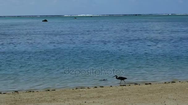 Statische zeer wide shot van een reiger wandelen op een strand — Stockvideo