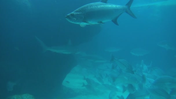 Stále basy mezi plavání ryb — Stock video