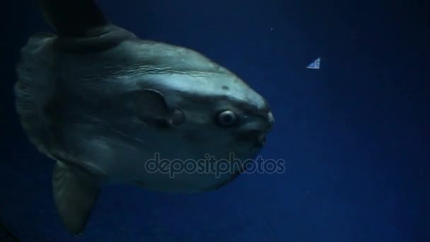 Peces luna en el acuario — Vídeo de stock