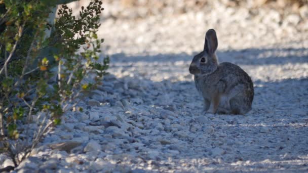 Texas big bend bunny rabbit on path — Stock Video