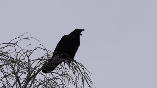 Texas big bend raven på träd — Stockvideo