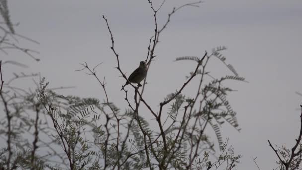 텍사스 terlingua 새 들이 나뭇가지에 — 비디오