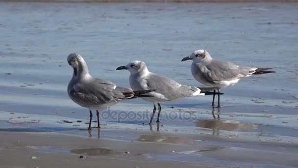 Три морских чайки на краю воды — стоковое видео