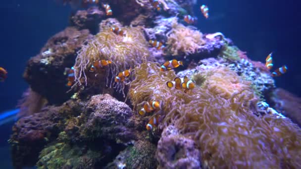 Peixe de água salgada tópico peixe-palhaço anemonefish — Vídeo de Stock