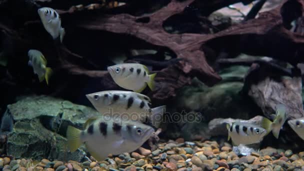 Toxotes jaculatrix pruhované archerfish pod vodou — Stock video