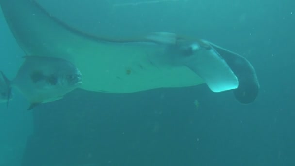 Tracking vissen zwemmen onder manta ray — Stockvideo