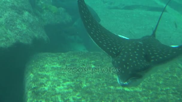 Rastreamento manta ray deslizando câmera passado através do fundo do mar — Vídeo de Stock