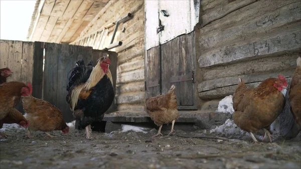 Hens in the hen house. Chickens on the farm. The hens in the barn