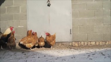 Fekete hatalmas kakas videók