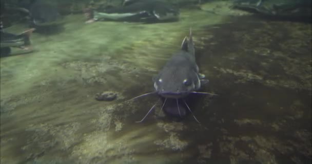 Beluga sturgeon floats in the water. Sturgeon beluga swims in the aquarium. Sturgeon beluga in its entire length. — Stock Footage Beluga Sturgeon Floats Water Sturgeon Beluga Swims Aquarium Sturgeon Beluga Royalty Free Stock Footage