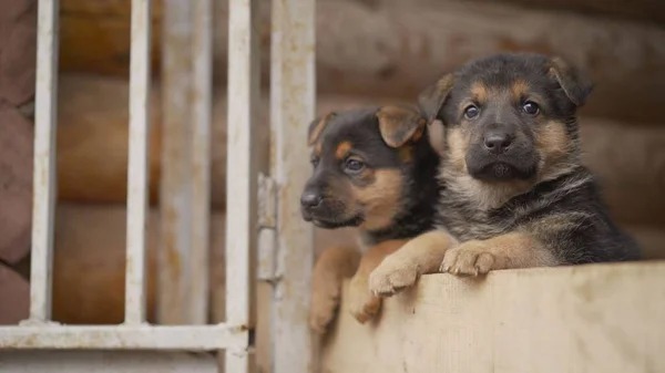 East European Shepherd Puppies. The little puppy yawns. The East-European shepherd