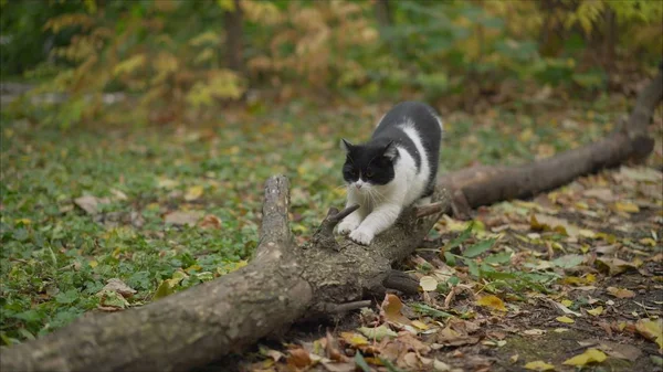 the kitten stands on its hind legs and sharpens its claws against the tree. Cat sharpens claws on a lying tree.