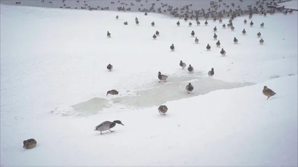 A flock of ducks come out of the pond to the shore.