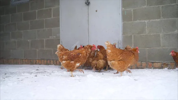 Live winter life in the yard. Chickens in the yard. Chickens in the winter on the farm. Chickens and roosters in the village in winter.