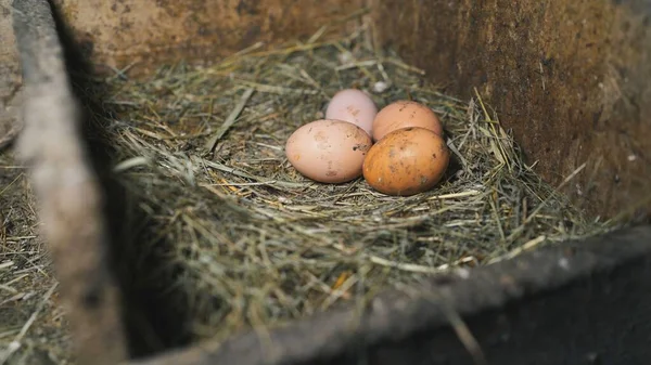 Chicken eggs in the nest. Three eggs in a straw nest