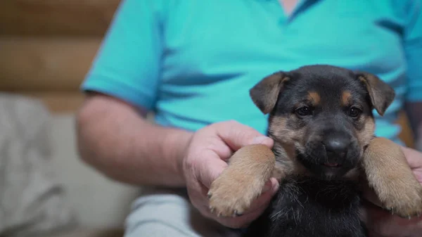 East European Shepherd puppy in the hands of a person. large dog East European Shepherd sits on the owner\'s arms