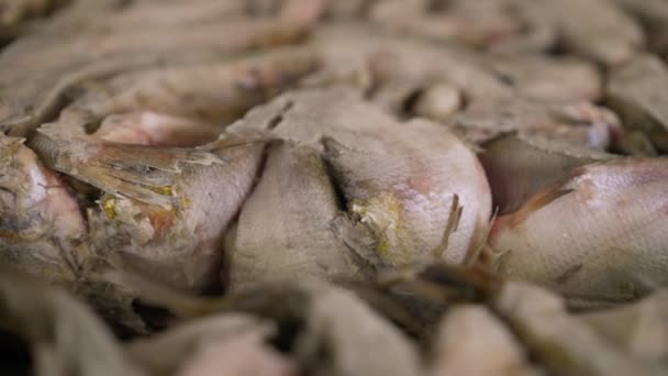 Frozen sprat brick on the ice. Organic small fish production. Fish market. Close-up. Frozen fish in the production. — Stock Footage Frozen Sprat Brick Ice Organic Small Fish Production Fish Market Stock Video