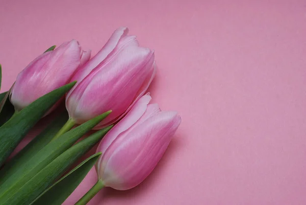 Tavaszi virág Pink Vértes tulipán virágok elszigetelt rózsaszín háttér. Nőnap alkalmából. Anyák napja. — Stock Fotó