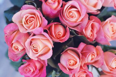 Güzel pembe solgun gül arka plan. Buket pembe güller yakın kadar Sevgililer günü ya da anneler günü için gorgeouse. Arka plan tebrik.