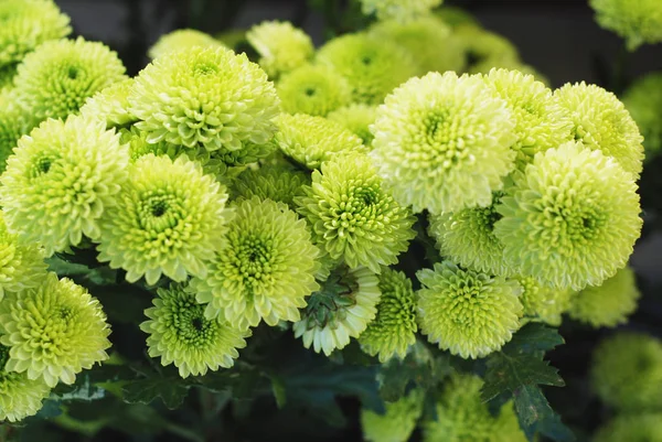 Green Crysanthemum Flowers Bouquet Banch in the Garden. Floristic process. — Stock Photo, Image