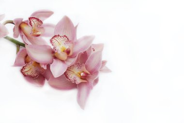 Orkide Pembe çiçek şube izole beyaz arka plan üzerinde. Kopya alanı metin için.