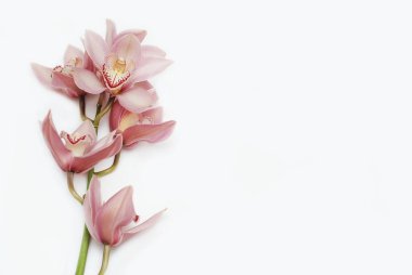 Cymbidium Banch büyük çiçekli Jet Set