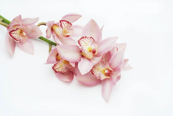 Close up Bella Rosa Orchidea Branch fiore isolato su sfondo bianco — Foto Stock