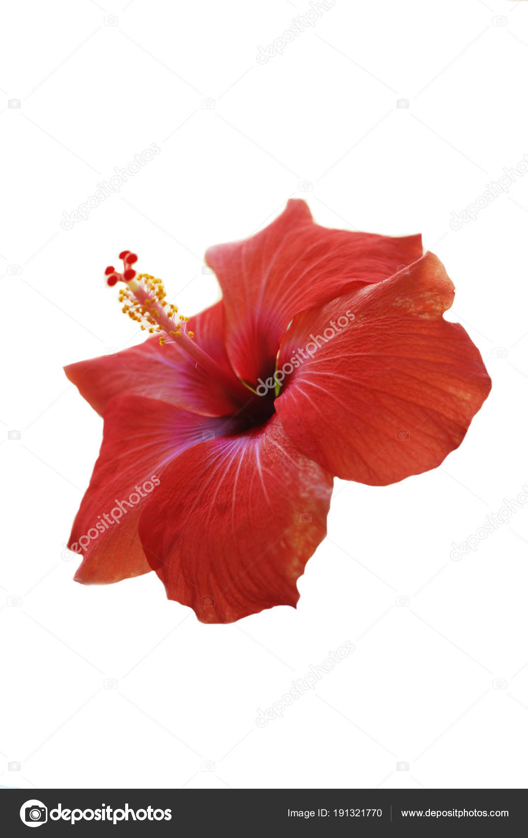 Fleur Dhibiscus Rouge Ou Chinois Rose Fleur Dhibiscus