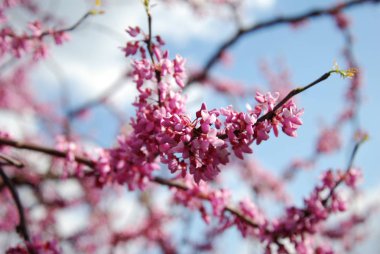Cherry Blossom Sakura iflowers grup üzerinde mavi gökyüzü üzerinde ağaç bahar. Walpaper.