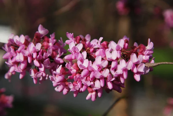 サクラ桜 iflowers 束木 Blured 背景に春します。Walpaper. — ストック写真