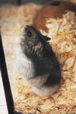Gray Pet Hamster in Glass Aquarium close up Pet clsoe up clipart