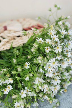Papatya papatya Fowers ahşap Bahçe masa mavi arka plan. çiçek buketi düzenleme kompozisyon Hediyelik