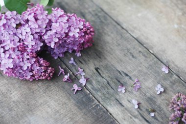 Bahar çiçekleri. Mor Eflatun çiçekler çerçeve ahşap rustik dokulu gri zemin üzerine. Üstten Görünüm, düz yatıyordu