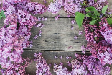 Bahar çiçekleri. Eflatun çiçekler çerçeve ahşap rustik dokulu gri zemin üzerine. Üstten Görünüm, düz yatıyordu