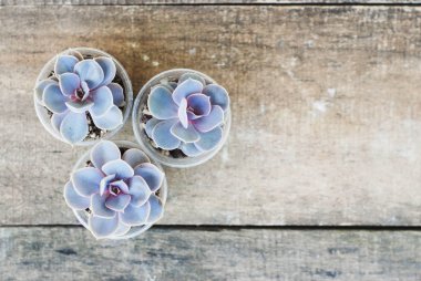 Saksı Succulents bitki Graptoveria Titubans rustik ahşap arka plan isoalted çeşitli