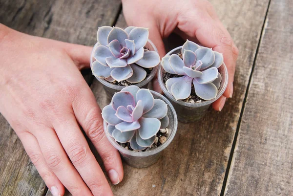 Donna mano che tiene in vaso piante succulente Graptoveria Titubanti Rustico Sfondo in legno isoalted — Foto Stock