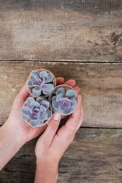 여자 손 잡고 화분 Succulents 공장 Graptoveria Titubans 소박한 나무 배경 isoalted — 스톡 사진