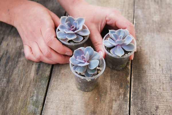 Donna mano che tiene in vaso piante succulente Graptoveria Titubanti Rustico Sfondo in legno isoalted — Foto Stock