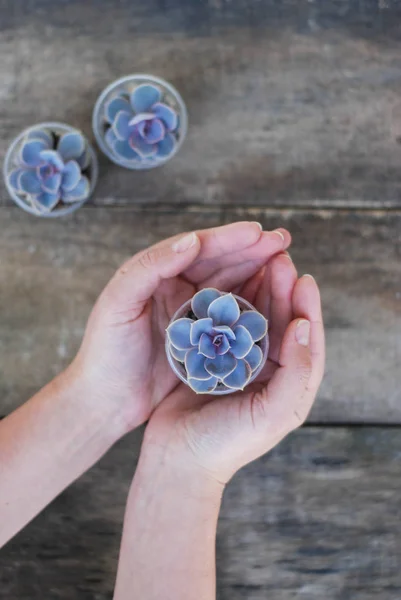 Mujer mano celebración maceta suculentas planta Graptoveria Titubans rústico fondo de madera isoalted — Foto de Stock